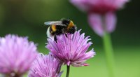 Wo leben Hummeln? Insektenwissen für Tierforscher