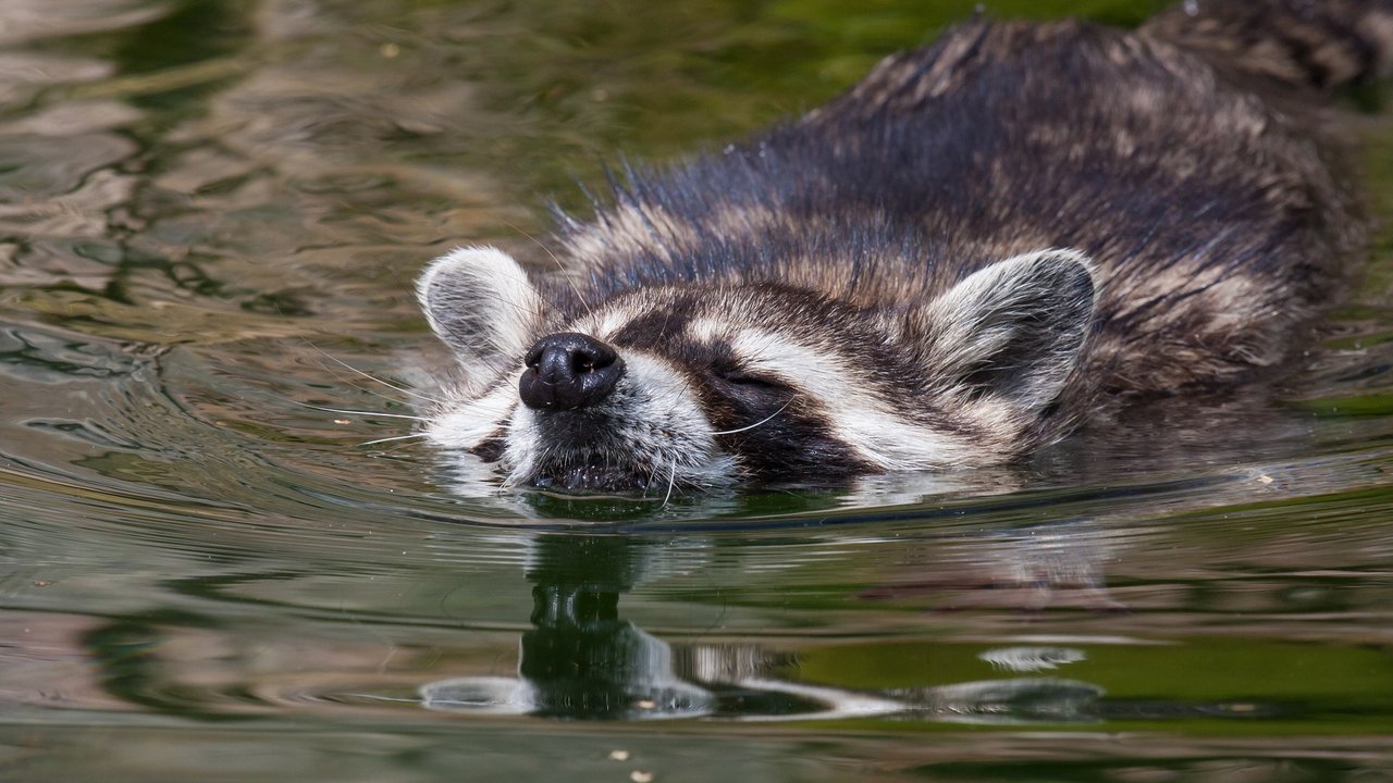 Der Waschbär ist ein hervorragender Schwimmer. 