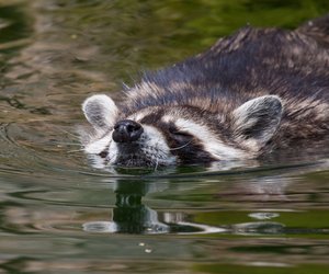 Können Waschbären schwimmen? Spannende Fakten