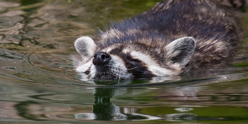 Können Waschbären schwimmen? Spannende Fakten