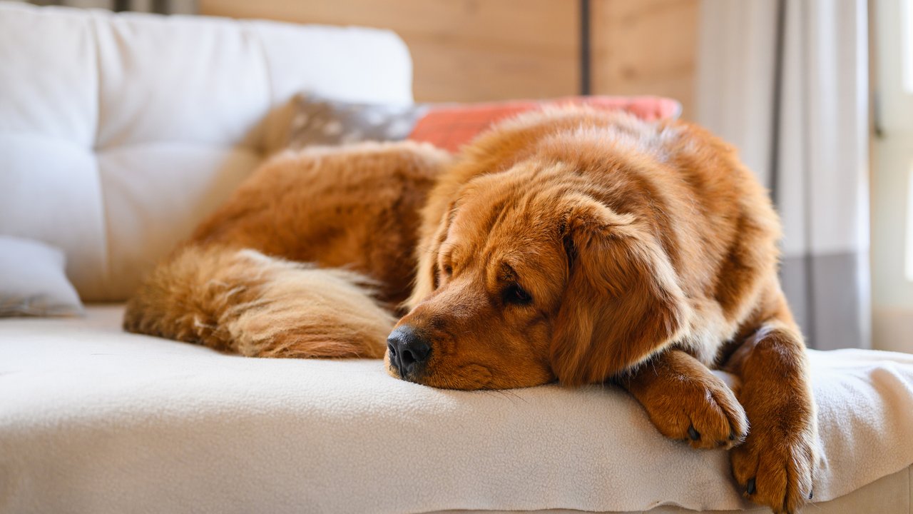 Bei Amazon gibt es vieles für deinen Hund.