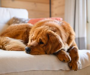 Schnäppchen für Hundebesitzer: Verpasst nicht das flauschige Haustierbett von Amazon