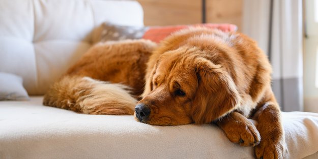 Holt euch dieses flauschige Haustierbett von Amazon zum absoluten Sparpreis