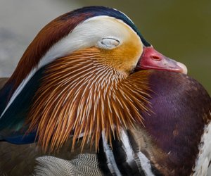 Wie schlafen Vögel? Spannendes Wissen für Kinder