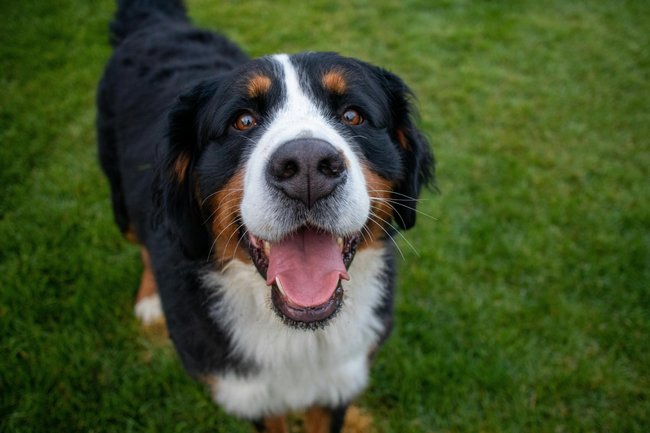 Der&#x20;Berner&#x20;Sennenhund