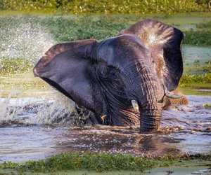 Können Elefanten schwimmen: Wie bewegen sich die Dickhäuter im Wasser fort?