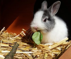 Petersilie für Kaninchen: Darf das Gewürzkraut in den Napf?