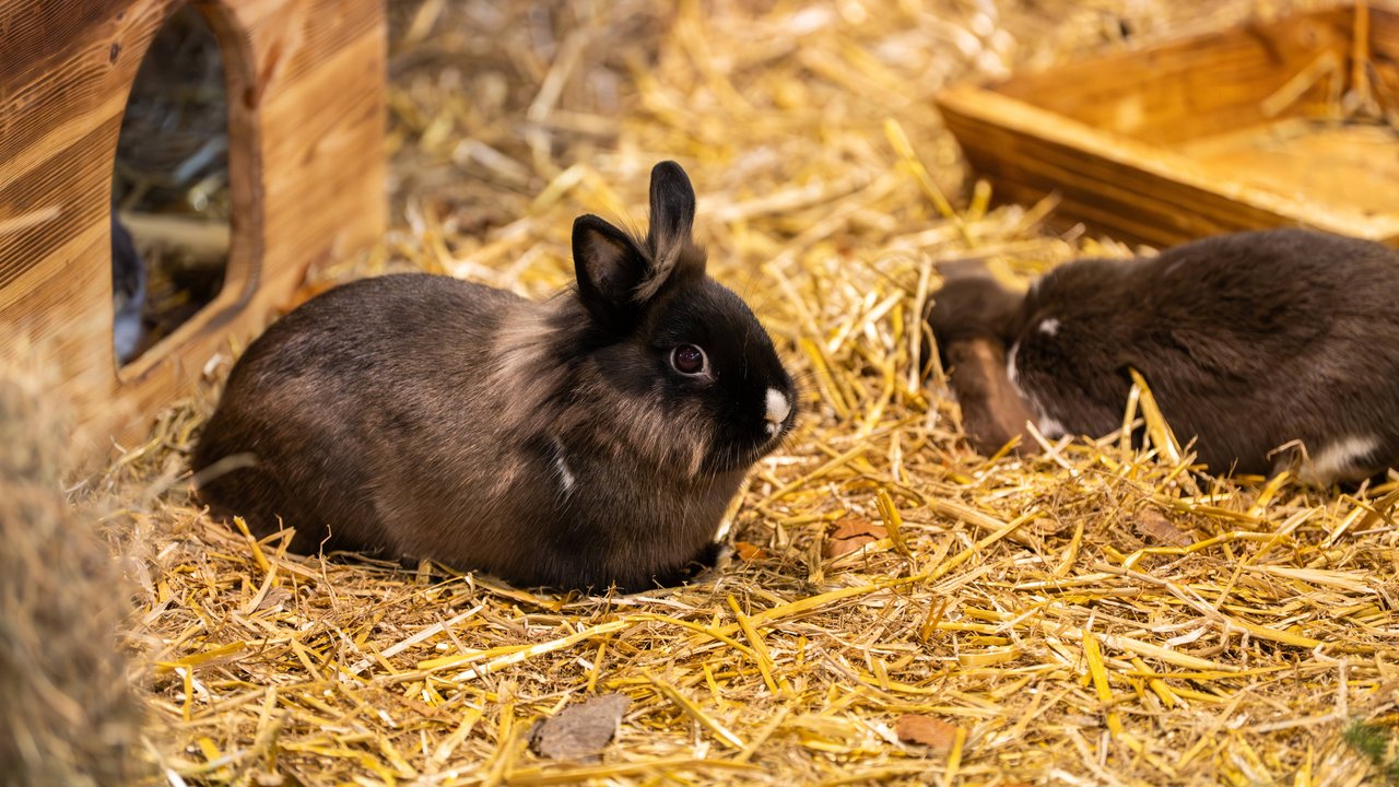 Kaninchen gibt es in vielen verschiedenen Arten und Farben.