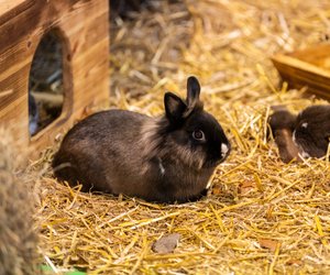 Leckere Knabberei: Dürfen Kaninchen Fenchel essen?