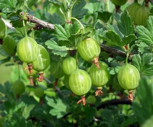Dürfen Hunde Stachelbeeren essen? Alles, was du wissen musst