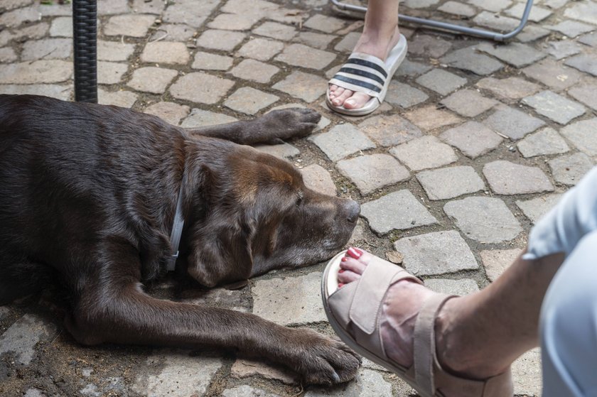 Hund liegt flach auf dem Boden