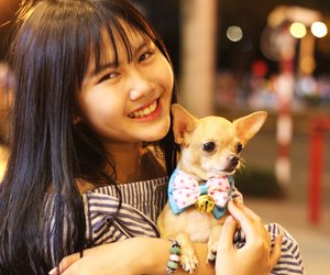 Über unsere Vierbeiner: Wie alt werden Chihuahuas?