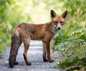 Fuchs-Quiz: Nur echte Abenteurer beantworten alle Fragen richtig