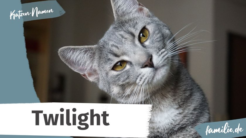 Namen für graue Katzen: Twilight