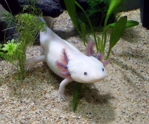 Was fressen Axolotl? So werden die Lurche satt