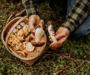 Pilze haltbar machen: Das ist die nachhaltigste Methode!
