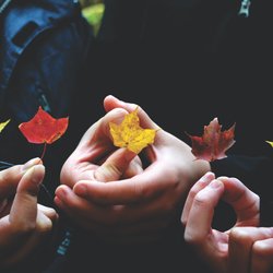 Warum verfärben sich die Blätter im Herbst?