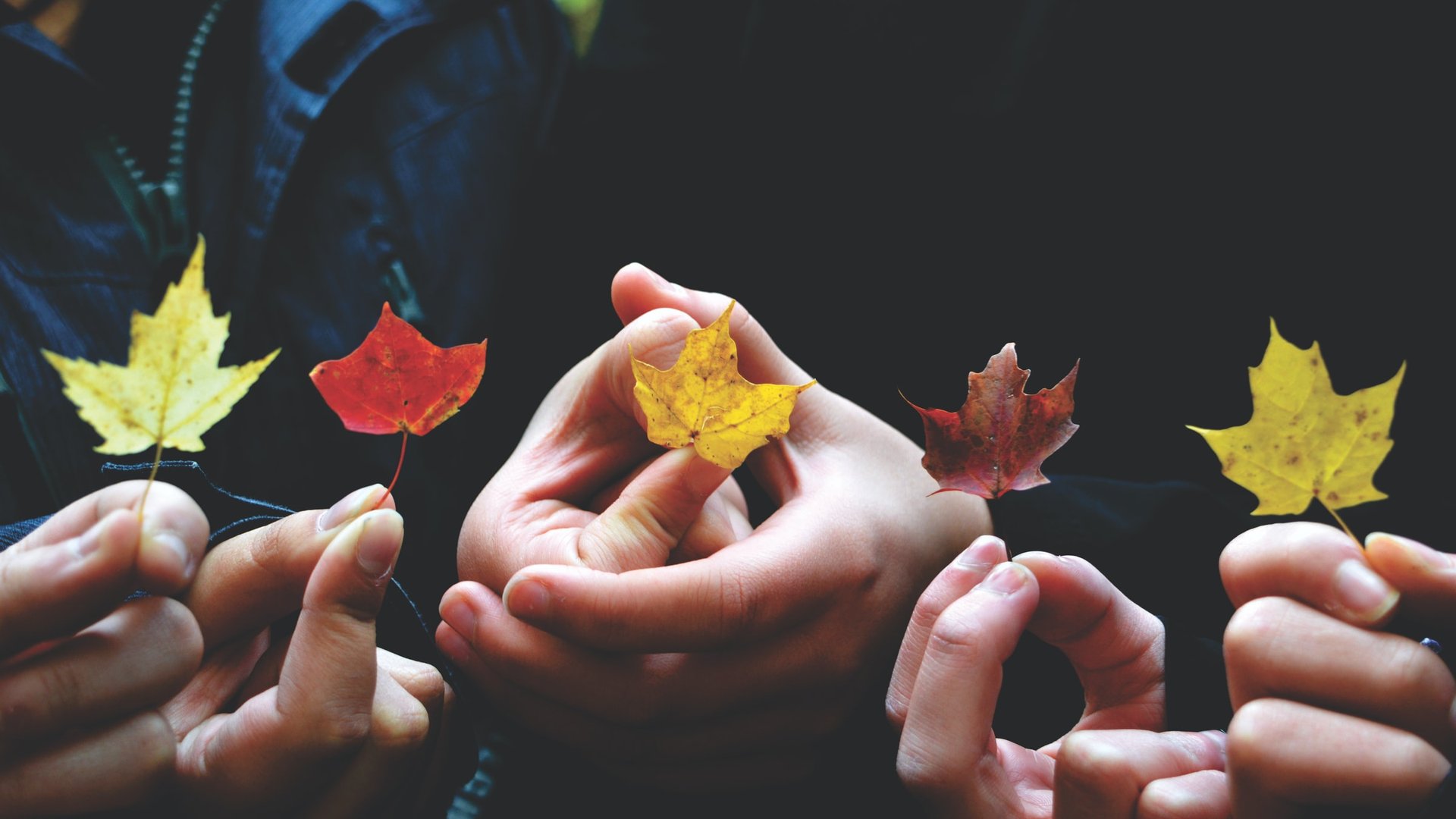 Warum Verfärben Sich Die Blätter Im Herbst?