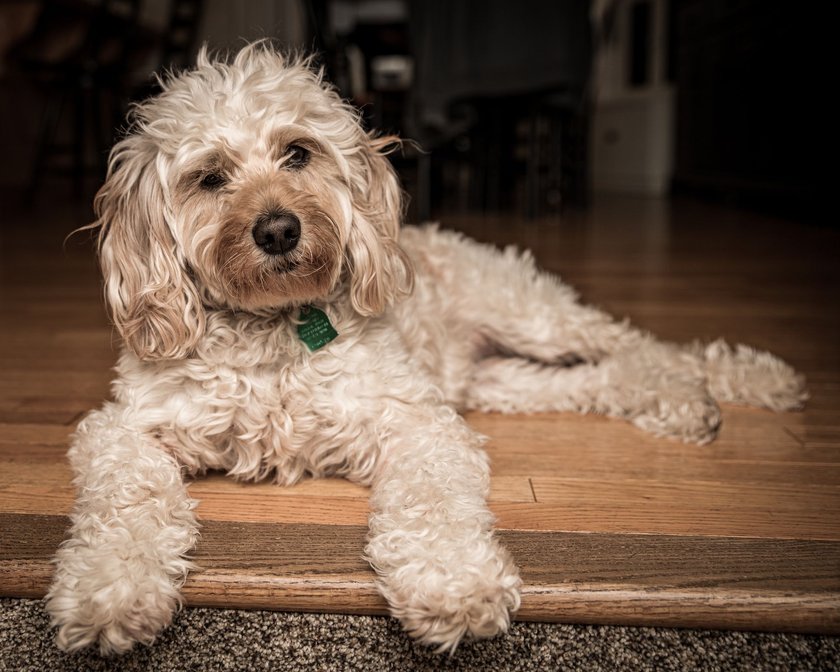 Mini Golden Doodle