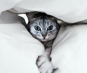 Deine Katze miaut nachts vor dem Schlafzimmer? Das sind die möglichen Gründe!