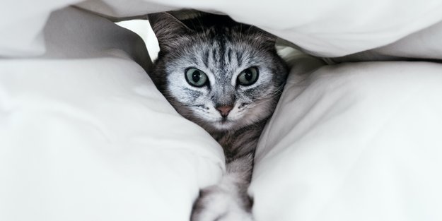 Deine Katze miaut nachts vor dem Schlafzimmer? Das sind die möglichen Gründe!