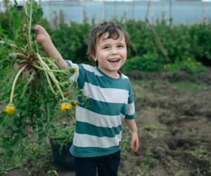Unkraut-Alarm: Diese 8 Arten wuchern in fast jedem Garten in Deutschland