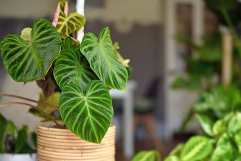 philodendron hastatum grey sticks Philodendron 