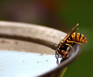 Wie lange leben Wespen? Für Kinder erklärt