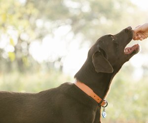 Dürfen Hunde Mango essen? So darfst du sie füttern