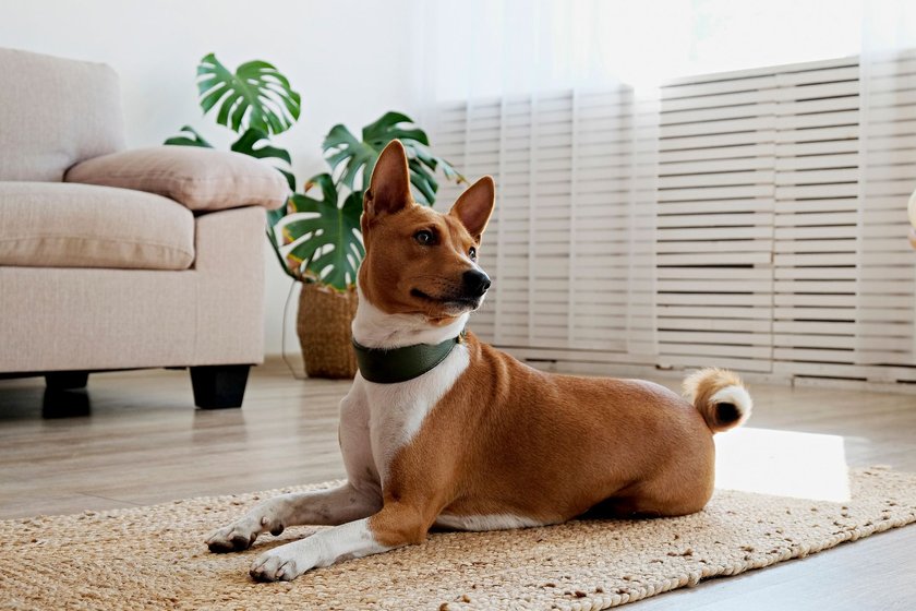 Ein Basenji liegt auf einem Teppich