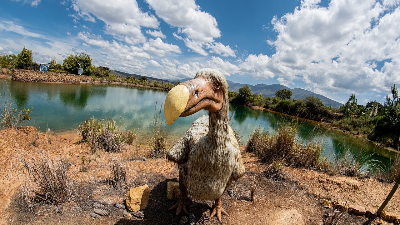Der Dodo ist ein flugunfähiger Vogel und gilt bereits als ausgestorben.