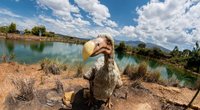 Acht Tierarten, die ausgestorben sind: Diese Tiere gibt es nicht mehr