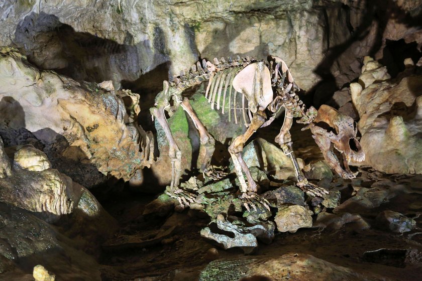 Skelett eines Höhlenbären in der Karls- und Bärenhöhle