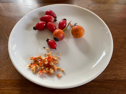 Hagebutten Juckpulver Hagebutten Juckpulver