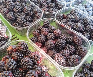 Dürfen Hunde Brombeeren essen? Die Menge ist entscheidend