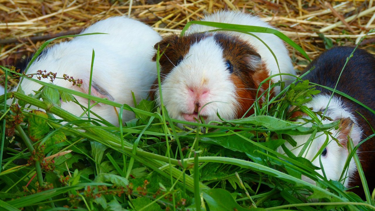 Grünfutter ist für Meerschweinchen unverzichtbar.