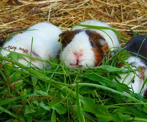 Basilikum für Meerschweinchen: Dürfen die Tiere das essen?