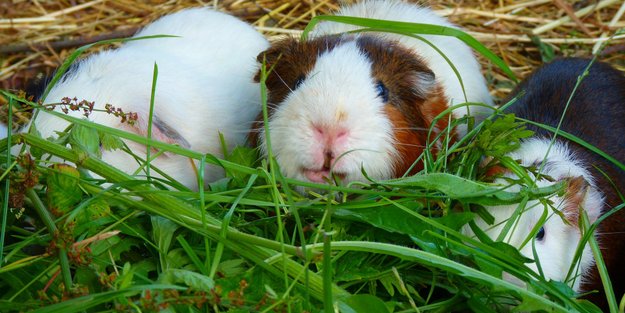 Basilikum für Meerschweinchen: Dürfen die Tiere das essen?