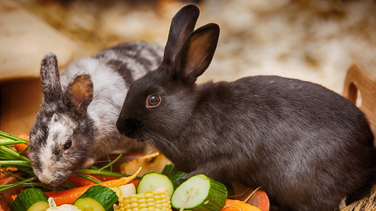 Eine ausgewogene Ernährung ist wichtig für Kaninchen.
