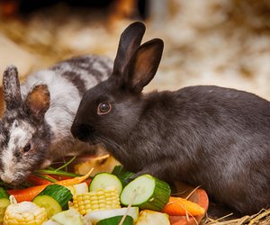 Dürfen Kaninchen Birnen essen? Das solltest du beachten