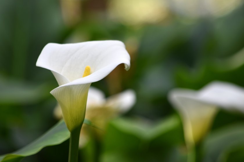 Blumen und ihre Bedeutung: Calla