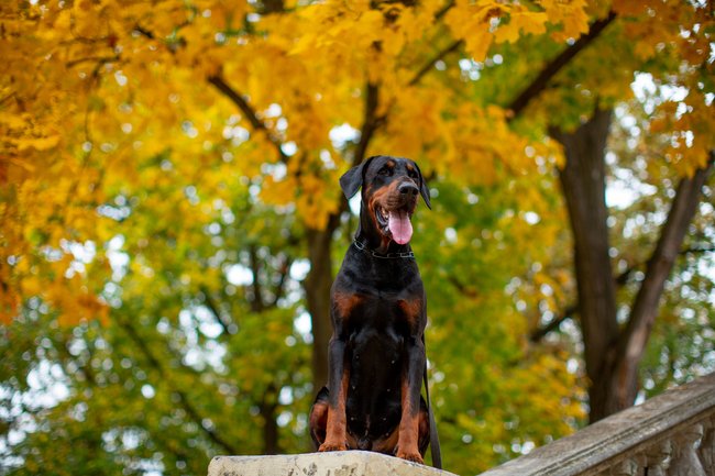 Dobermann