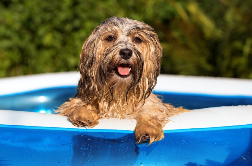 Geschenke für Hundebesitzer: Pool