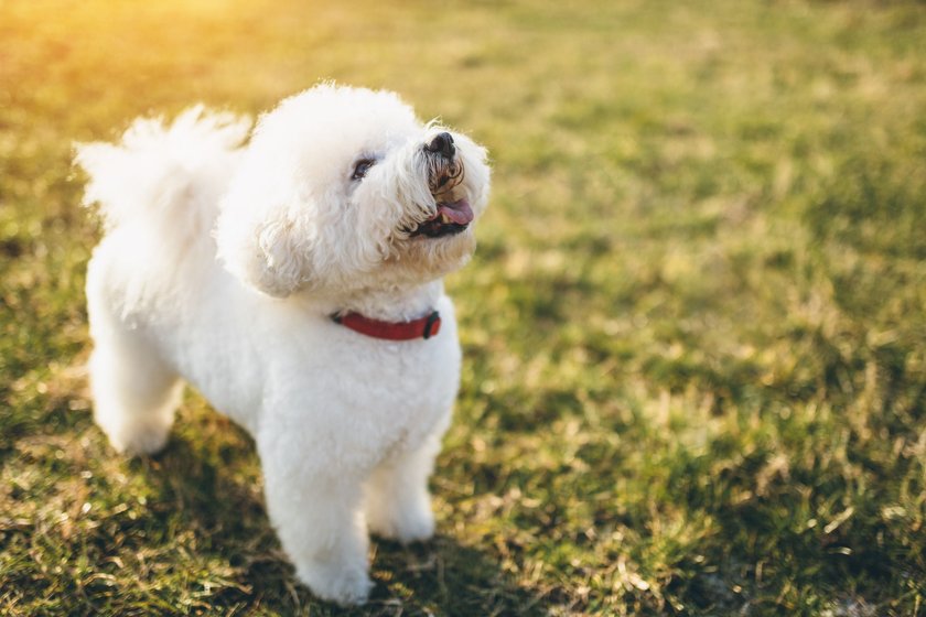 Ein Bichon Frisé steht auf einer Wiese