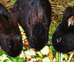 Ernährungsplan: Dürfen Kaninchen Zucchini essen?