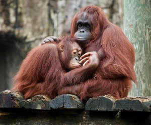 Wo leben Affen? Den Primaten auf der Spur