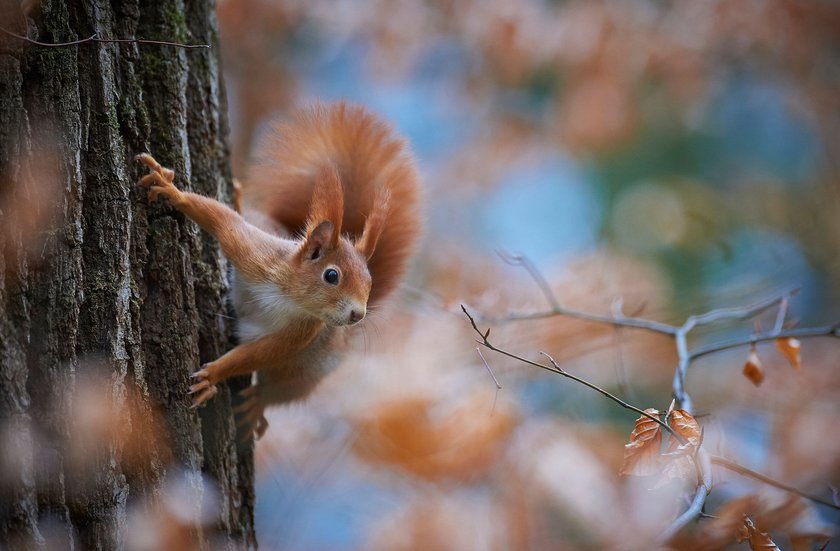 Eichhörnchen an einem Baum