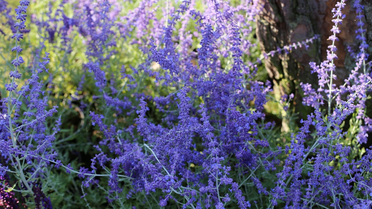 Mit ihren Blüten erinnert die Blauraute an Lavendel.