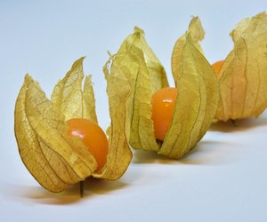 Dürfen Hunde Physalis fressen? Hier ist Vorsicht geboten