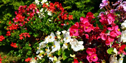 Letzte Chance im März: Diese Blumen sollten Gartenfreunde jetzt unbedingt anpflanzen